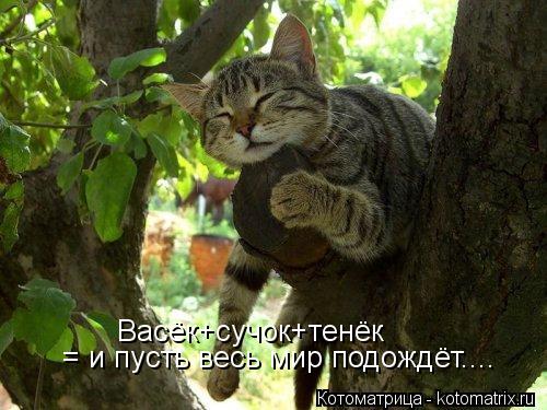 = и пусть весь мир подождёт.... Васёк+сучок+тенёк... Котоматрица: = и пусть весь мир подождёт.... Васёк+сучок+тенёк