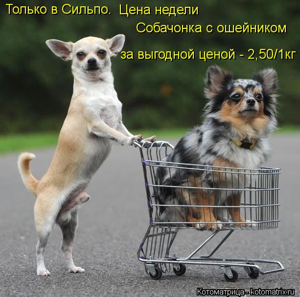 Котоматрица: Только в Сильпо. Цена недели Собачонка с ошейником за выгодной ценой - 2,50/1кг