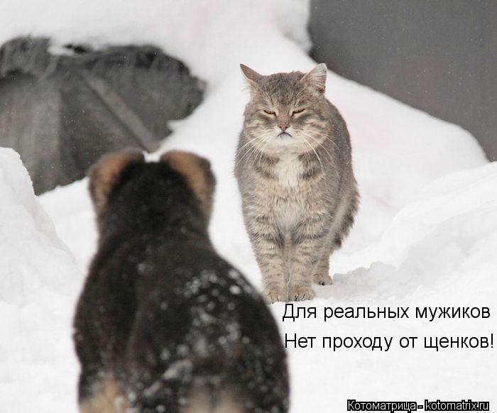 Для реальных мужиков Нет проходу от щенков!... Котоматрица: Для реальных мужиков Нет проходу от щенков!