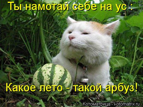 Ты намотай себе на ус : Какое лето - такой арбуз!... Котоматрица: Ты намотай себе на ус : Какое лето - такой арбуз!