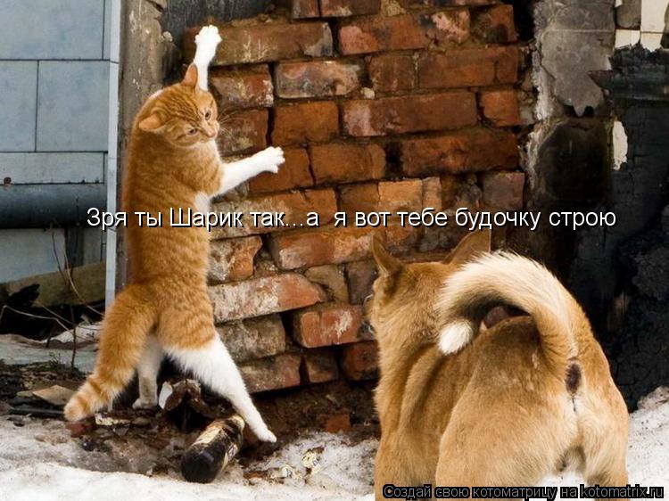 Котоматрица: Зря ты Шарик так...а  я вот тебе будочку строю