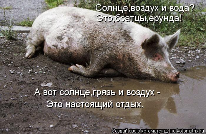 Котоматрица: Солнце,воздух и вода? Это,братцы,ерунда! А вот солнце,грязь и воздух -  Это настоящий отдых.
