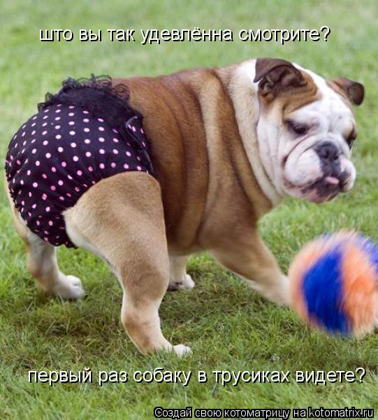 што вы так удевлённа смотрите? первый раз собаку в трусиках видете?... Котоматрица: што вы так удевлённа смотрите? первый раз собаку в трусиках видете?