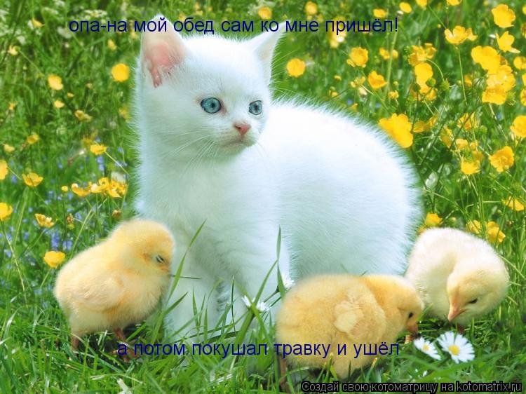 Котоматрица: а потом покушал травку и ушёл опа-на мой обед сам ко мне пришёл!
