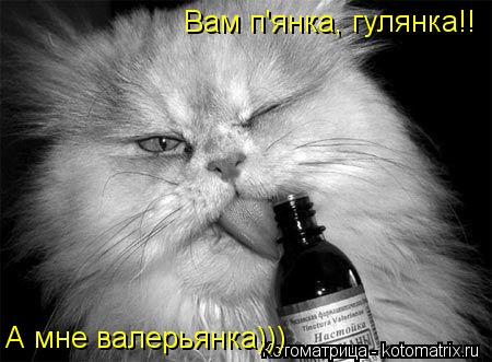 Вам п'янка, гулянка!! А мне валерьянка)))... Котоматрица: Вам п'янка, гулянка!! А мне валерьянка)))