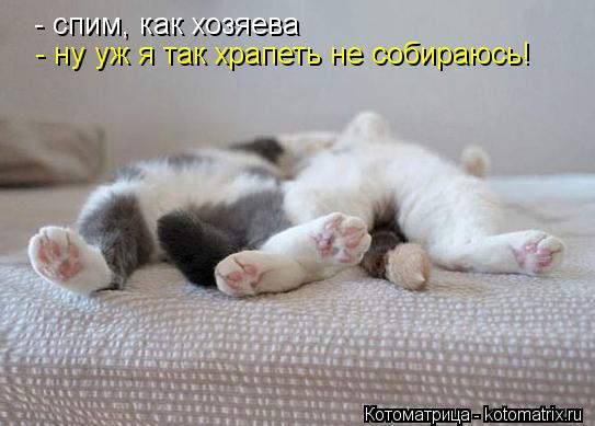 - спим, как хозяева - ну уж я так храпеть не собираюсь!... Котоматрица: - спим, как хозяева - ну уж я так храпеть не собираюсь!