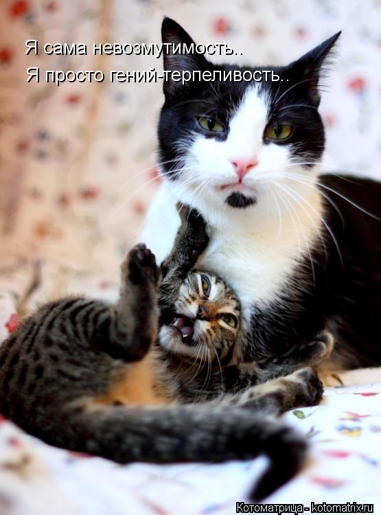 Котоматрица: Я сама невозмутимость.. Я просто гений-терпеливость..