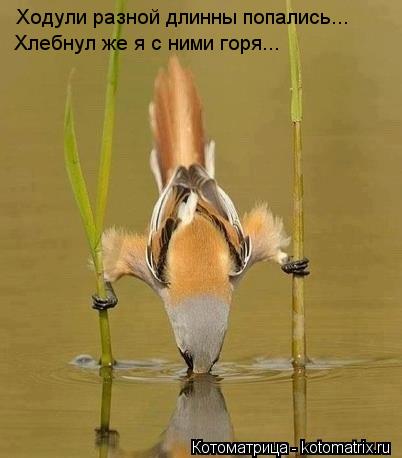 Котоматрица: Ходули разной длинны попались... Хлебнул же я с ними горя...