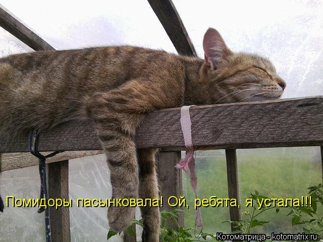 Помидоры пасынковала! Ой, ребята, я устала!!!... Котоматрица: Помидоры пасынковала! Ой, ребята, я устала!!!