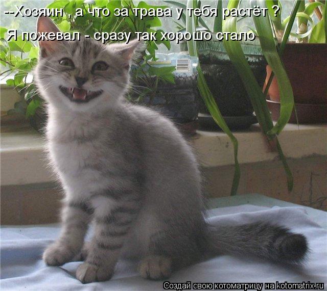 Котоматрица: --Хозяин , а что за трава у тебя растёт ? Я пожевал - сразу так хорошо стало