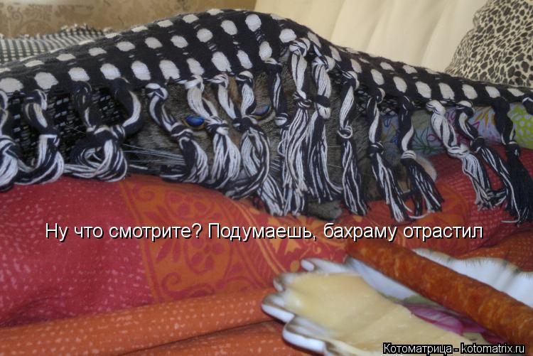 Ну что смотрите? Подумаешь, бахраму отрастил... Котоматрица: Ну что смотрите? Подумаешь, бахраму отрастил