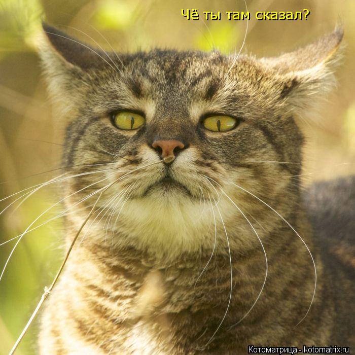 Чё ты там сказал?... Котоматрица: Чё ты там сказал?