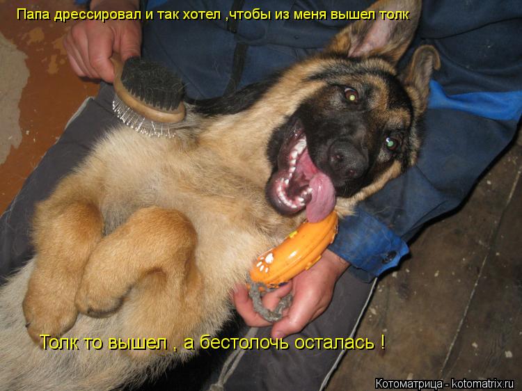 Котоматрица: Папа дрессировал и так хотел ,чтобы из меня вышел толк Толк то вышел , а бестолочь осталась !