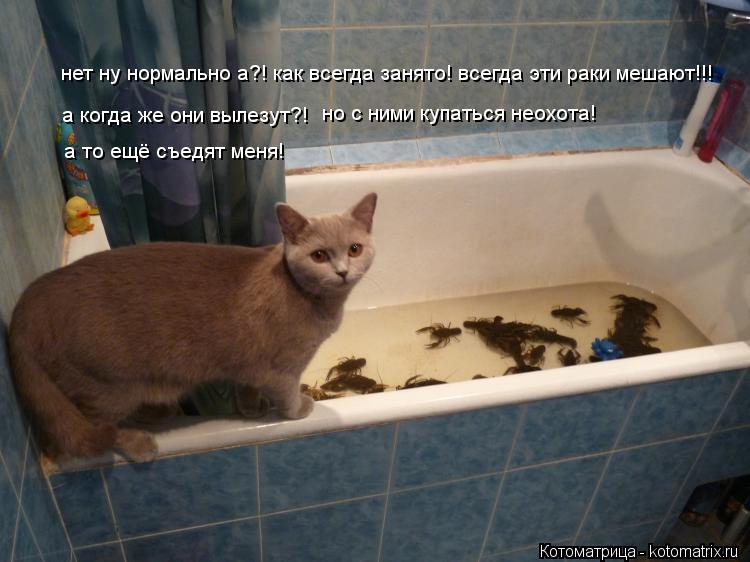 Котоматрица: нет ну нормально а?! как всегда занято! всегда эти раки мешают!!! а когда же они вылезут?! но с ними купаться неохота! а то ещё съедят меня!