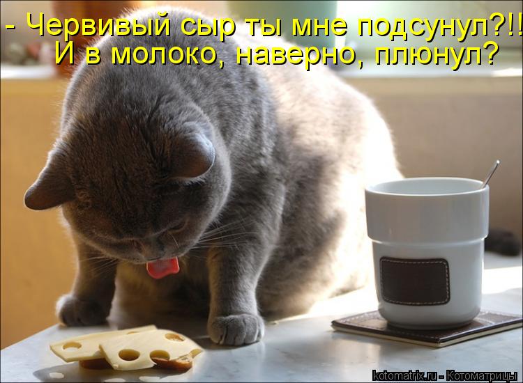 - Червивый сыр ты мне подсунул?!! И в молоко, наверно, плюнул?... Котоматрица: - Червивый сыр ты мне подсунул?!! И в молоко, наверно, плюнул?