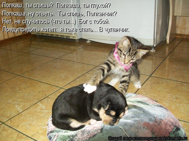 Котоматрица: Полкаш, ты спишь?  Полкаша, ты глухой? Полкаша, ну ответь.  Ты спишь, Полканчик? Нет, не случилось (что ты...)  Бог с тобой. Предупредить хотел:  я т