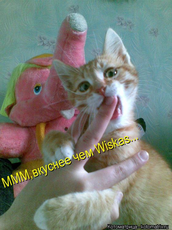 Котоматрица: МММ,вкуснее чем Wiskas... МММ,вкуснее чем Wiskas...