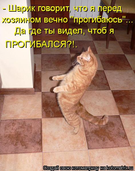 - Шарик говорит, что я перед хозяином вечно "прогибаюсь"... Да где ты видел, чтоб я ПРОГИБАЛСЯ?!.... Котоматрица: - Шарик говорит, что я перед хозяином вечно "прогибаюсь"... Да где ты видел, чтоб я ПРОГИБАЛСЯ?!.
