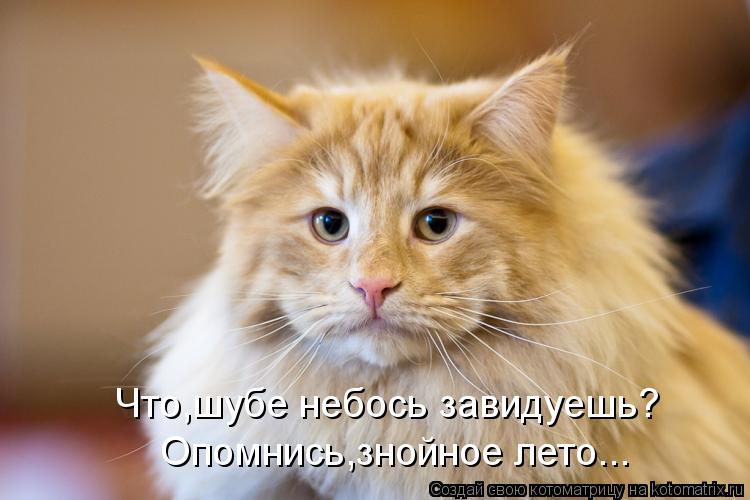 Котоматрица: Что,шубе небось завидуешь? Опомнись,знойное лето...