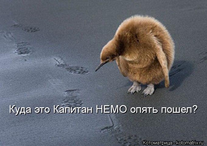 Куда это Капитан НЕМО опять пошел?... Котоматрица: Куда это Капитан НЕМО опять пошел?