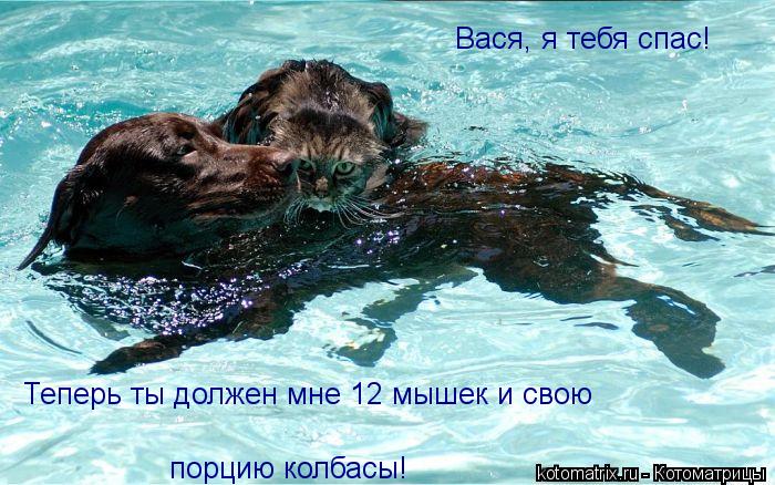 Вася, я тебя спас! Теперь ты должен мне 12 мышек и свою порцию колбасы!... Котоматрица: Вася, я тебя спас! Теперь ты должен мне 12 мышек и свою порцию колбасы!