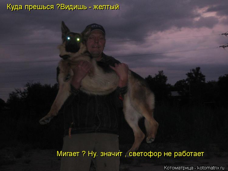 Котоматрица: Куда прешься ?Видишь - желтый  Мигает ? Ну. значит , светофор не работает