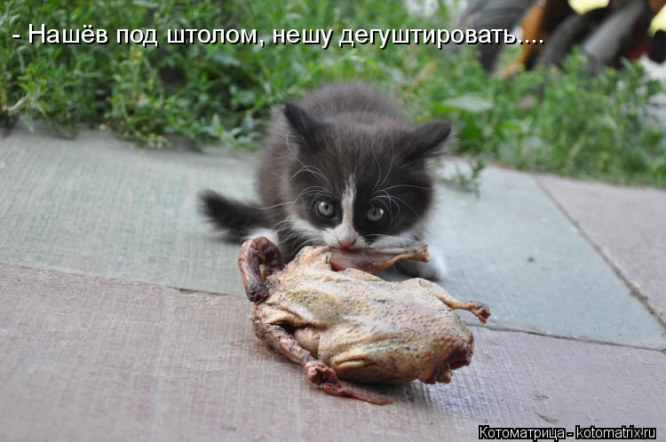 Котоматрица: - Нашёв под штолом, нешу дегуштировать....