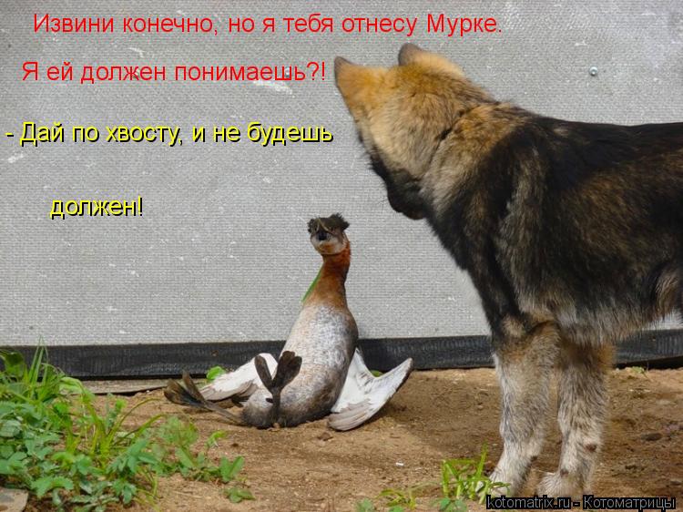 Извини конечно, но я тебя отнесу Мурке. Я ей должен понимаешь?! - Дай по хвосту, и не будешь должен!... Котоматрица: Извини конечно, но я тебя отнесу Мурке. Я ей должен понимаешь?! - Дай по хвосту, и не будешь должен!