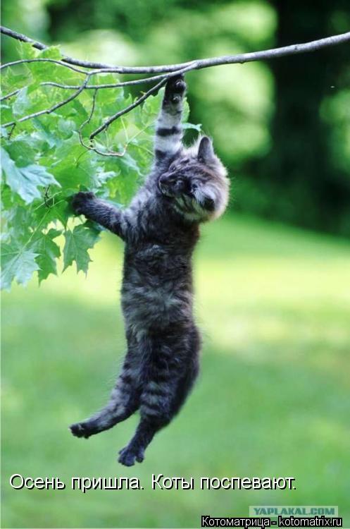 Котоматрица: Осень пришла. Коты поспевают.
