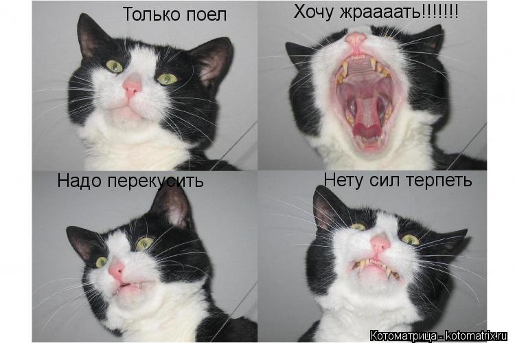 Котоматрица: Только поел Надо перекусить Нету сил терпеть Хочу жраааать!!!!!!!