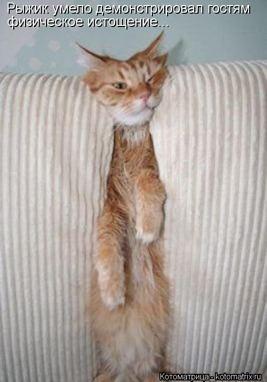 Котоматрица: Рыжик умело демонстрировал гостям физическое истощение...