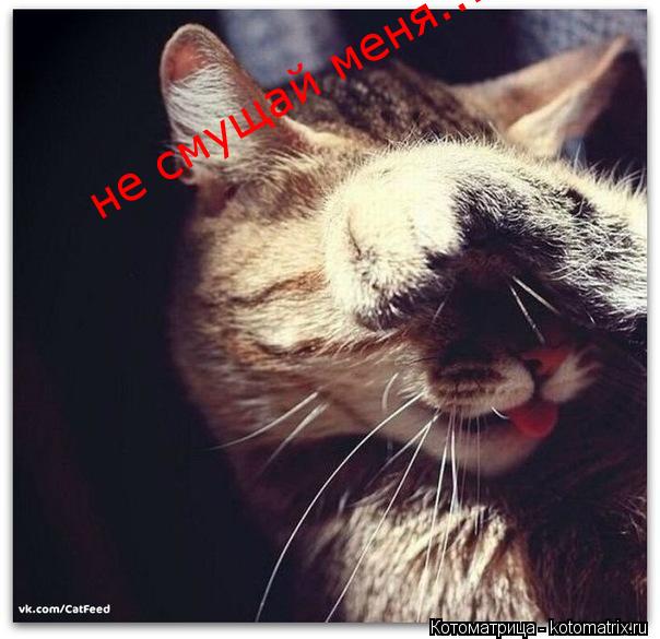 Котоматрица: не смущай меня...