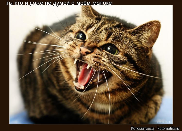 Котоматрица: ты кто и даже не думой о моём молоке