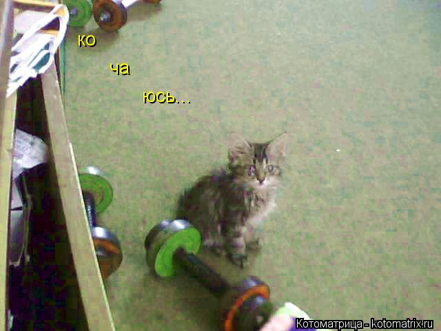 Котоматрица: ко ча юсь...