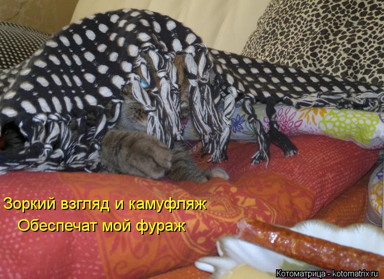 Котоматрица: Зоркий взгляд и камуфляж Обеспечат мой фураж
