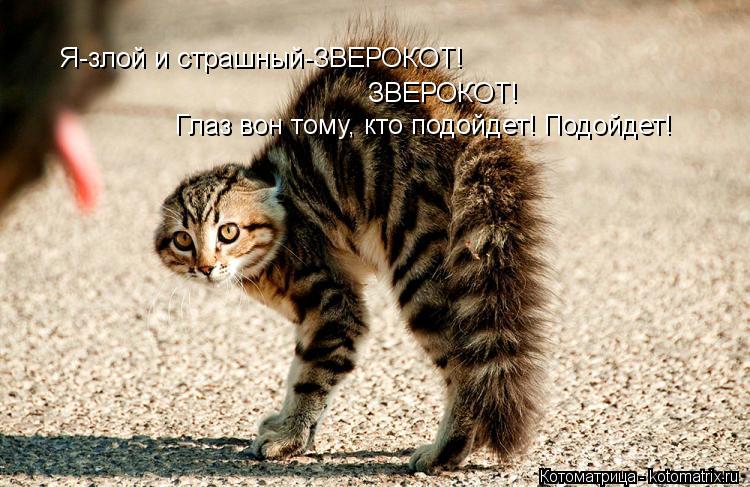 Котоматрица: Я-злой и страшный-ЗВЕРОКОТ! ЗВЕРОКОТ! Глаз вон тому, кто подойдет! Подойдет!