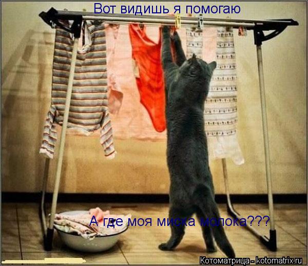 Котоматрица: Вот видишь я помогаю А где моя миска молока???