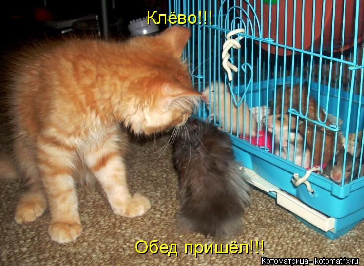 Клёво!!! Обед пришёл!!!... Котоматрица: Клёво!!! Обед пришёл!!!
