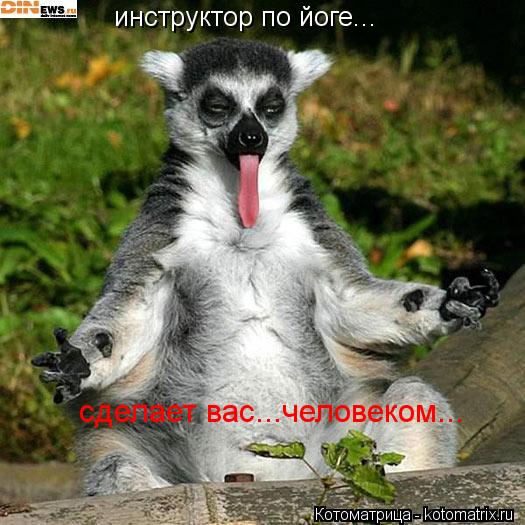 Котоматрица: инструктор по йоге... сделает вас...человеком...