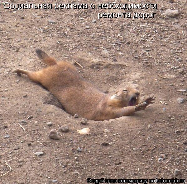 Котоматрица: Социальная реклама о необходимости  ремонта дорог