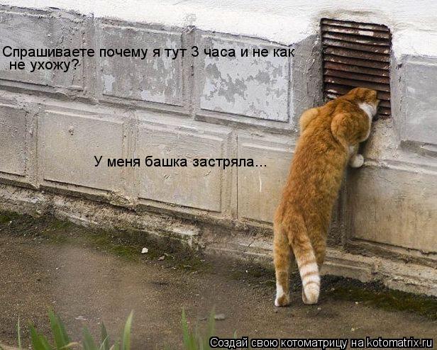 Спрашиваете почему я тут 3 часа и не как не ухожу? У меня башка застряла...... Котоматрица: Спрашиваете почему я тут 3 часа и не как не ухожу? У меня башка застряла...