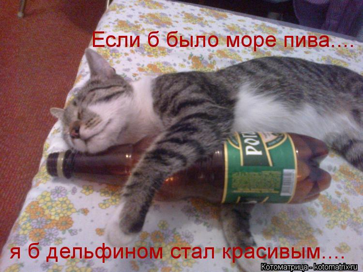 Котоматрица: Если б было море пива.... я б дельфином стал красивым....