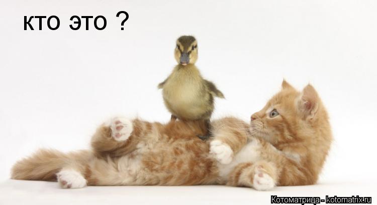 кто это ?... Котоматрица: кто это ?
