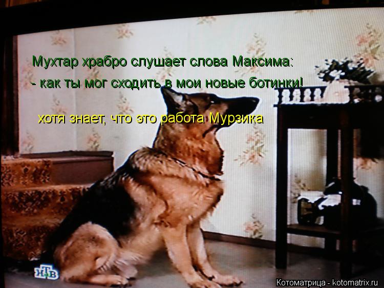 Котоматрица: Мухтар храбро слушает слова Максима: - как ты мог сходить в мои новые ботинки! хотя знает, что это работа Мурзика