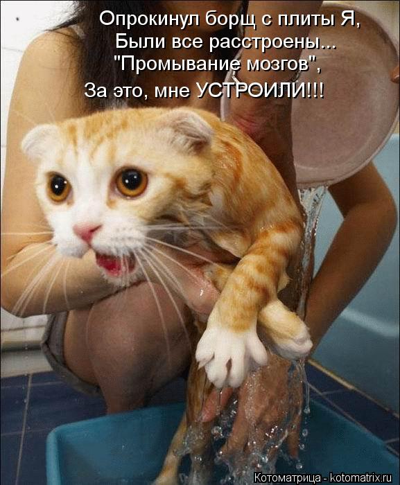 Котоматрица: Опрокинул борщ с плиты Я,  Были все расстроены... "Промывание мозгов", За это, мне УСТРОИЛИ!!!