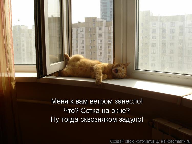 Котоматрица: Меня к вам ветром занесло! Что? Сетка на окне? Ну тогда сквозняком задуло!