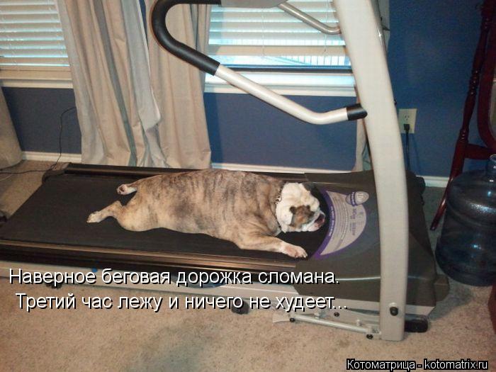 Котоматрица: Наверное беговая дорожка сломана.  Третий час лежу и ничего не худеет...