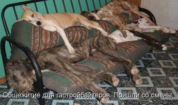 Котоматрица: Общежитие для гастройбайтеров. Пришли со смены.