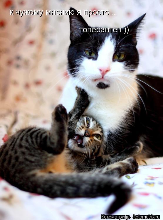Котоматрица: к чужому мнению я просто... толерантен.))