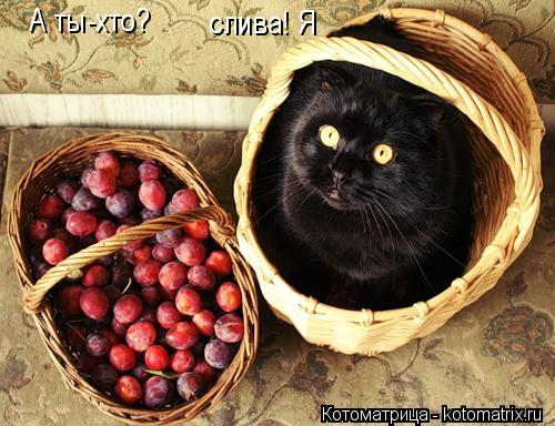 Котоматрица: А ты-хто? слива! Я